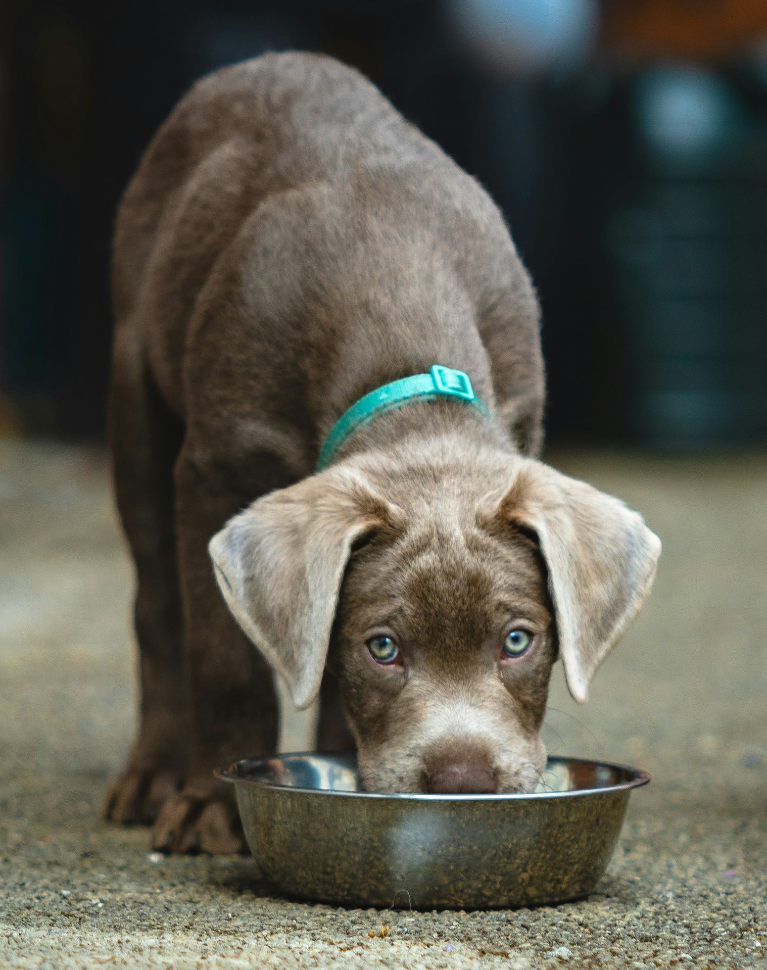 A brown dog eating out of a metal bowl