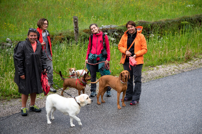 Escursione in montagna con cani