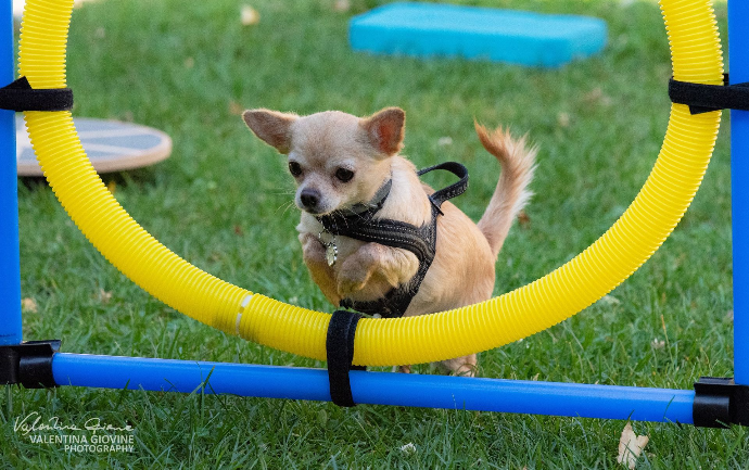 Cane di piccola taglia che salta nel cerchio